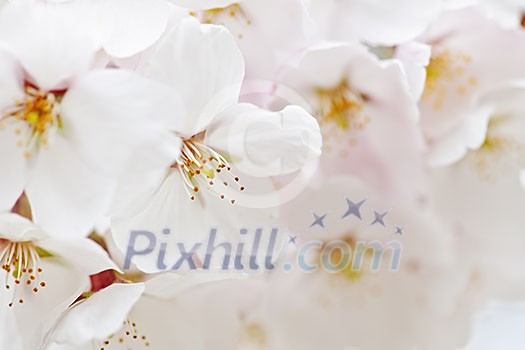 Delicate apple tree blossoms in spring close up