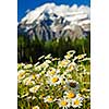 Daisies blooming at Mount Robson Provincial Park, Canada