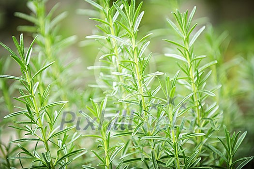 Fresh green rosemary herbs growing in garden