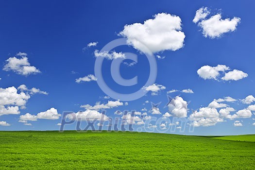 Lush green lentil and wheat fields under blue sky in Saskatchewan prairies of Canada