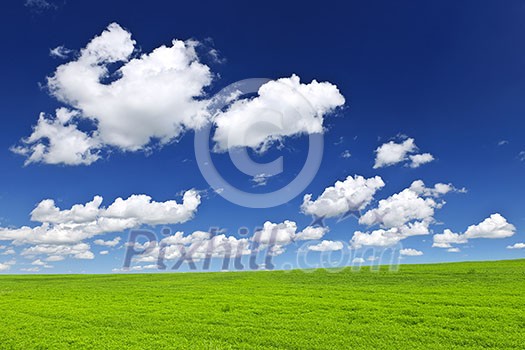 Lush green lentil and wheat fields under blue sky in Saskatchewan prairies of Canada