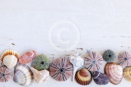 Border of Mediterranean seashells, urchins and rocks on painted wood background Border of Mediterranean seashells, urchins and rocks on painted wood background