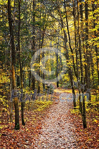 Fall forest path with fallen leaves covering the ground, Algonquin Park, Canada.