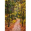 Fall forest path with fallen leaves covering the ground, Algonquin Park, Canada.