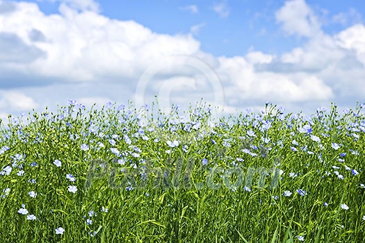 Field of many flowering flax plants with blue sky