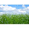 Field of many flowering flax plants with blue sky