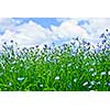 Field of many flowering flax plants with blue sky