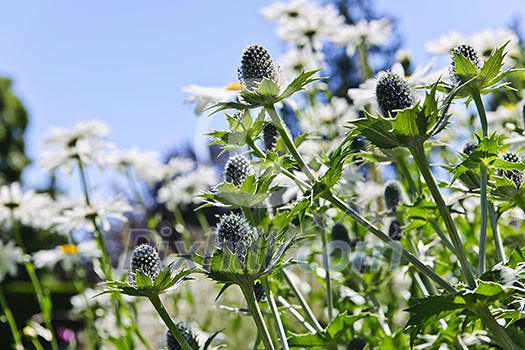 Closeup of green thistle plants and daisies in garden