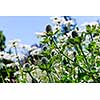 Closeup of green thistle plants and daisies in garden