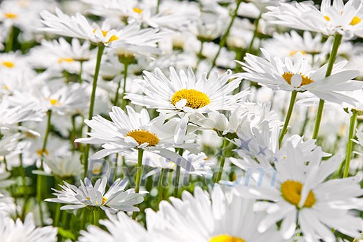 Close up of white daisy flowers blooming in garden