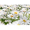 Close up of white daisy flowers blooming in garden