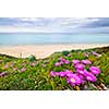 Coast of Aegean sea with blooming ice plants in Chalkidiki, Greece