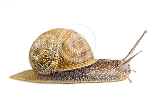 Garden snail moving forward isolated on white background Garden snail moving forward isolated on white background