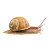 Garden snail moving forward isolated on white background
