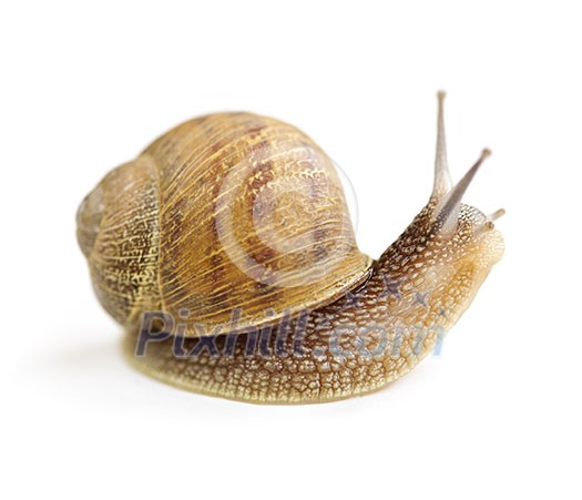 Garden snail looking around isolated on white background Garden snail looking around isolated on white background