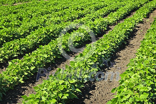 Rows of soy plants in a cultivated farmers field Rows of soy plants in a cultivated farmers field