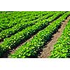 Rows of soy plants in a cultivated farmers field