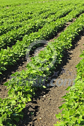 Rows of soy plants in a cultivated farmers field Rows of soy plants in a cultivated farmers field