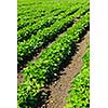 Rows of soy plants in a cultivated farmers field