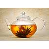 Flowering blooming green tea in glass teapot