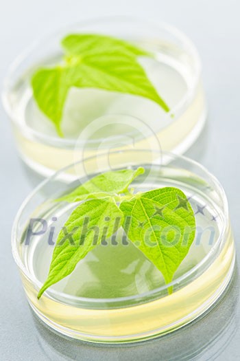 Genetically modified plants tested in petri dishes