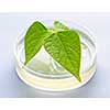 Genetically modified plant tested in petri dish