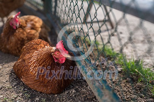 Hen in a farmyard (Gallus gallus domesticus)