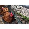 Hen in a farmyard (Gallus gallus domesticus)