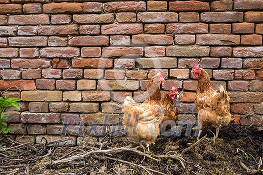 Hens in a farmyard (Gallus gallus domesticus) Hens in a farmyard (Gallus gallus domesticus)