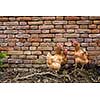 Hens in a farmyard (Gallus gallus domesticus)