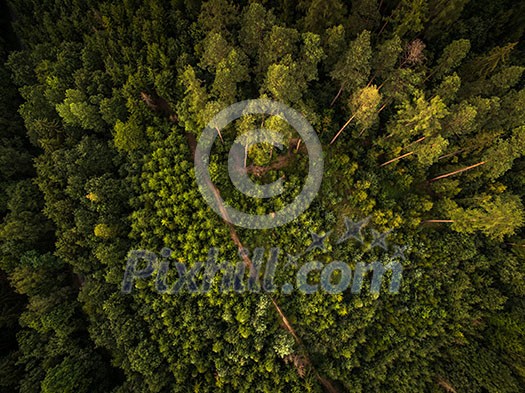 Autumn forest aerial view