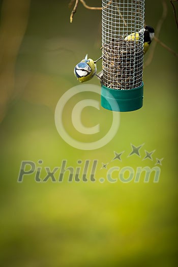 Tiny Blue tit on a feeder in a garden, hungry during winter (lat. Parus caeruleus)