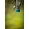 Tiny Blue tit on a feeder in a garden, hungry during winter (lat. Parus caeruleus)