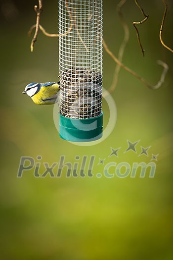Tiny Blue tit on a feeder in a garden, hungry during winter (lat. Parus caeruleus) Tiny Blue tit on a feeder in a garden, hungry during winter (lat. Parus caeruleus)