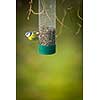 Tiny Blue tit on a feeder in a garden, hungry during winter (lat. Parus caeruleus)