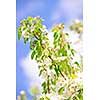 Blooming apple tree branches in spring orchard