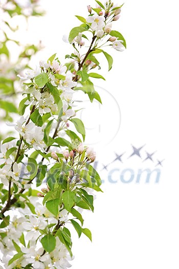 Blooming apple tree branch isolated on white background Blooming apple tree branch isolated on white background