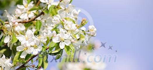 Blooming apple tree branches in spring orchard