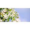 Blooming apple tree branches in spring orchard