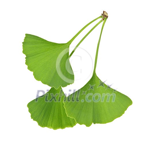 Three green ginkgo biloba leaves isolated on white background Three green ginkgo biloba leaves isolated on white background