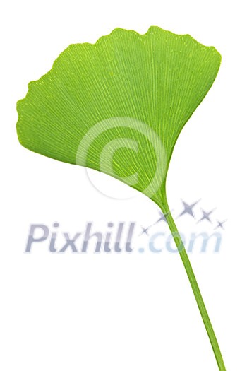 Green ginkgo biloba leaf isolated on white background Green ginkgo biloba leaf isolated on white background