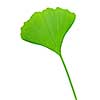 Green ginkgo biloba leaf isolated on white background