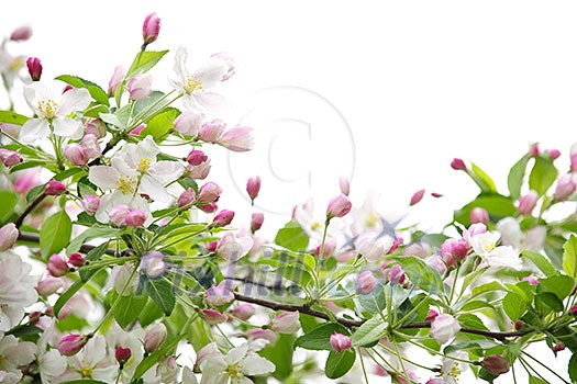 White and pink blossoms on apple tree branches on white background