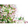 White and pink blossoms on apple tree branches on white background