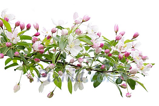 Blooming apple tree branch isolated on white background Blooming apple tree branch isolated on white background