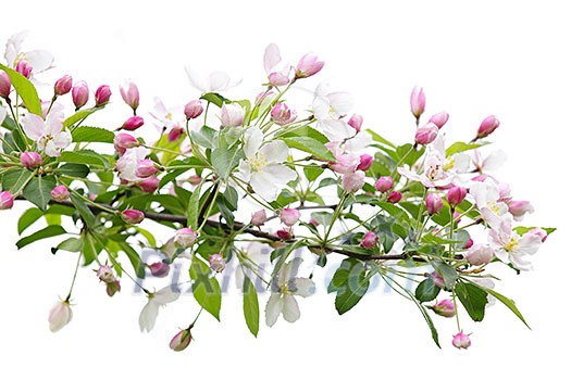 Blooming apple tree branch isolated on white background