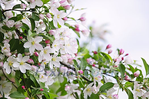 Blooming apple tree branches in spring orchard Blooming apple tree branches in spring orchard