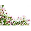 White and pink blossoms on apple tree branches on white background