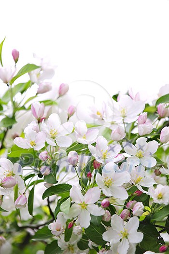 White and pink blossoms on apple tree branches on white background White and pink blossoms on apple tree branches on white background