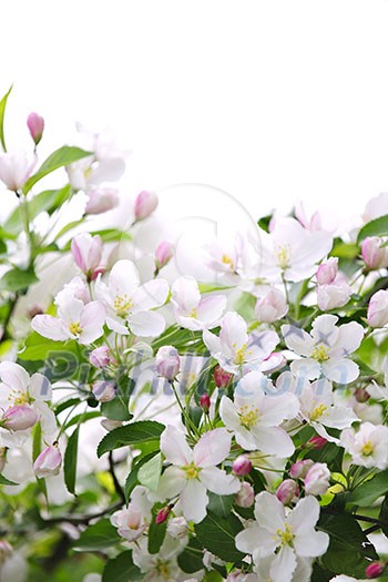 White and pink blossoms on apple tree branches on white background